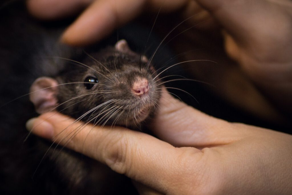 Lab rat experiment influence behaviour of rats, parellel can be drawn to children. Placebo effect